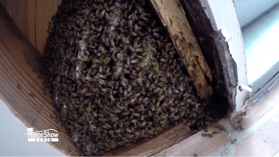 Honey Bees Are A Good Thing Until They Find Home In Yours Honey Bees Are A Good Thing Until They Find Home In Yours Homeshow Radio Show Tom Tynan