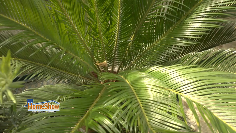 Frozen plants how to tell if they survived and what to do