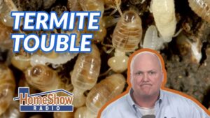 How do I assess termite damage in my walls