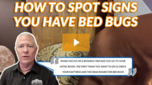 How To Spot Signs You Have Bed Bugs