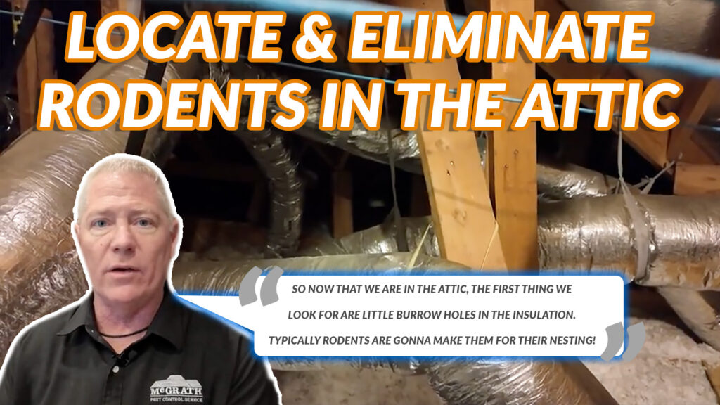 Locate & Eliminate Rodents In The Attic - McGrath Pest Control